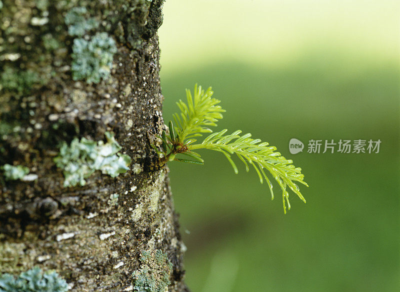 日本北海道Veitch's Fir树的芽叶